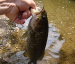 RECORD FLUKE CAUGHT IN CT